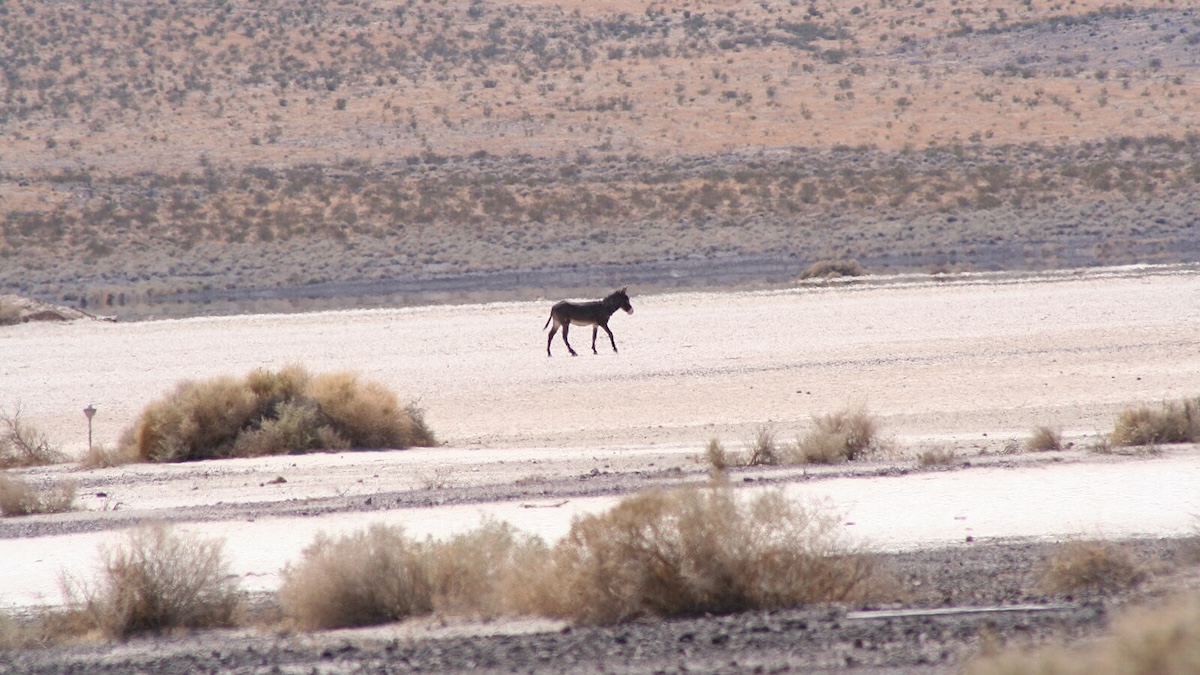 wild burro mojave