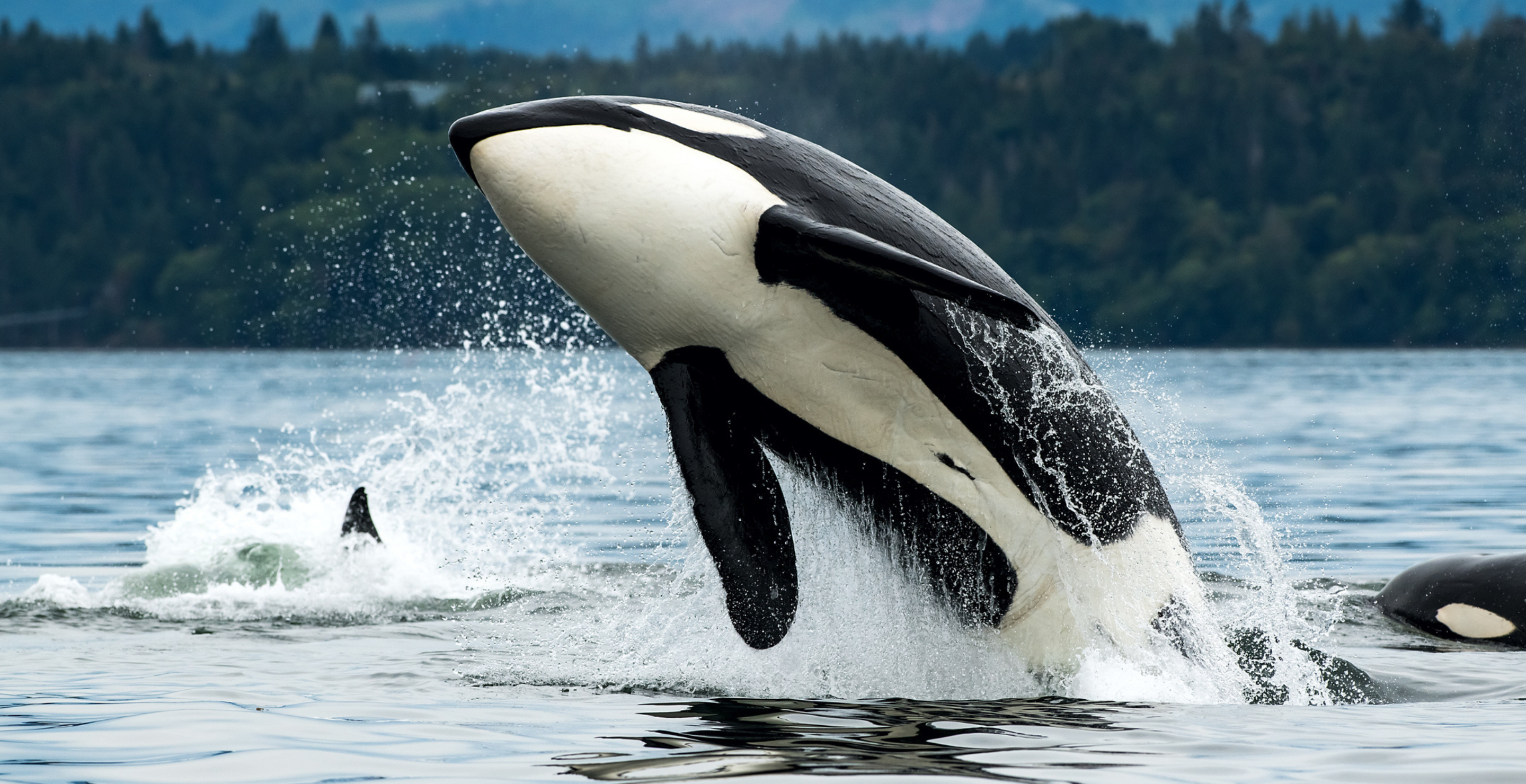 An orca whale jumps out of the water.