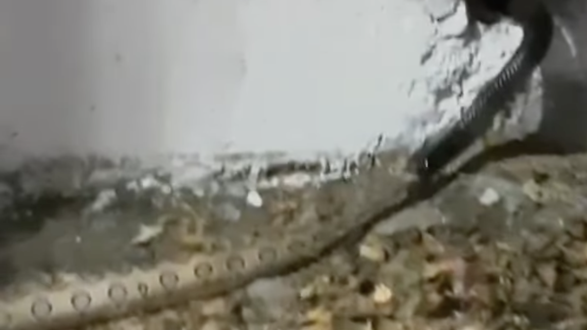 snake eats snake