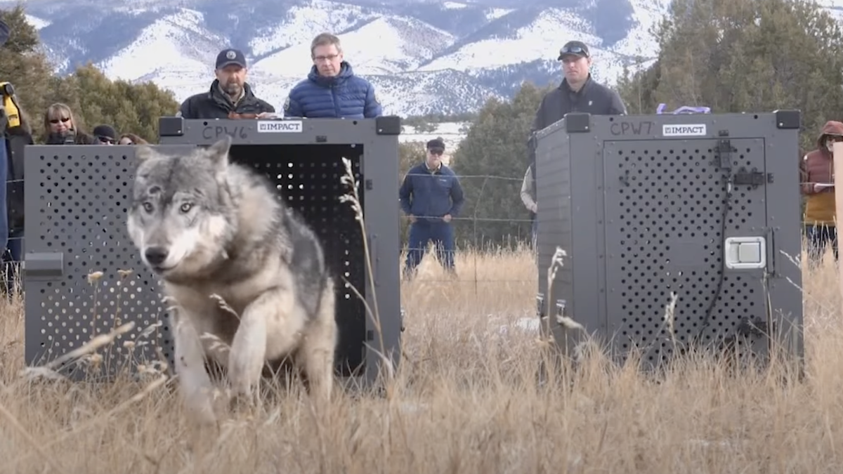 colorado gray wolves