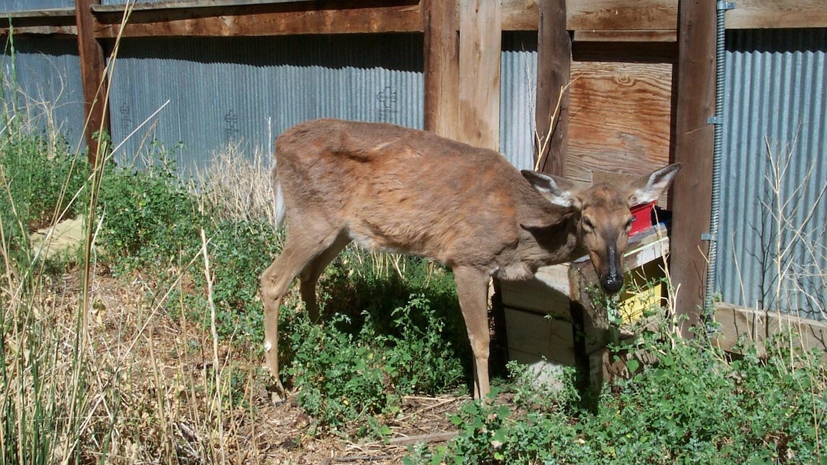 cwd infected deer