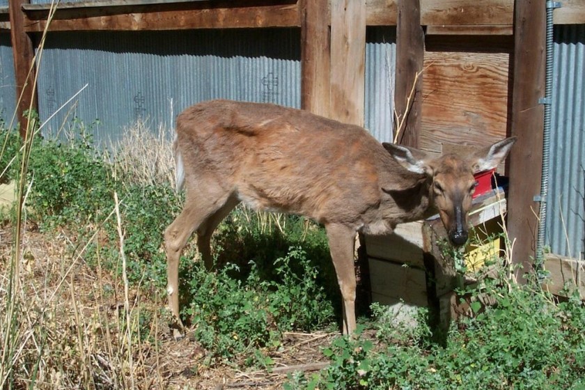 cwd infected deer