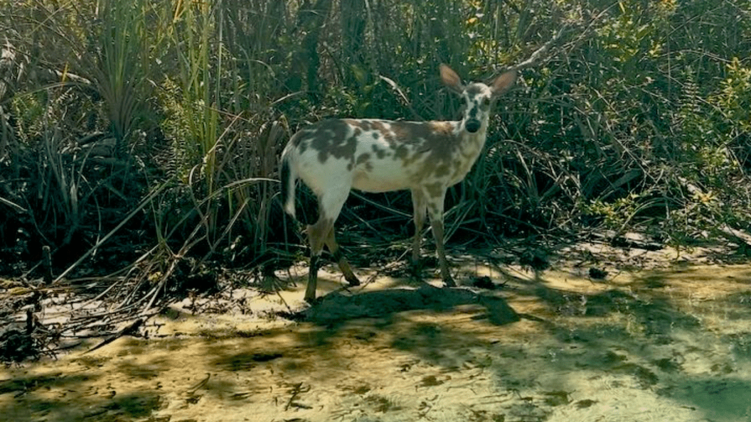 piebald deer