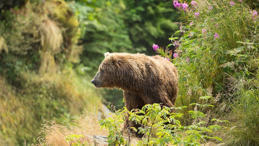 grizzly bears