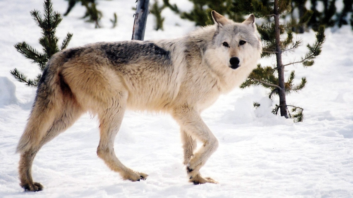 michigan gray wolf
