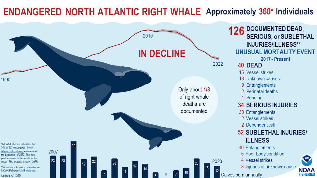 right whale