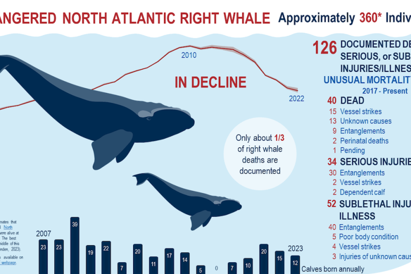 right whale