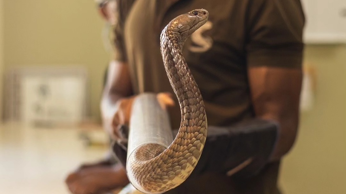 anti venom