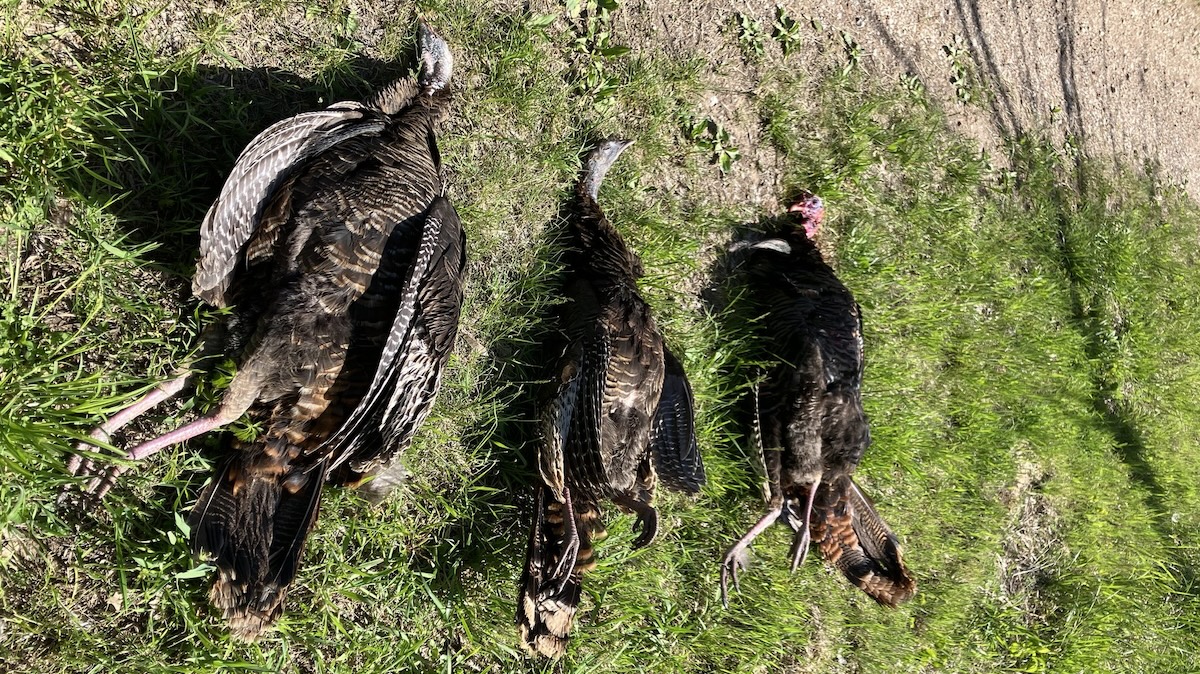 turkeys