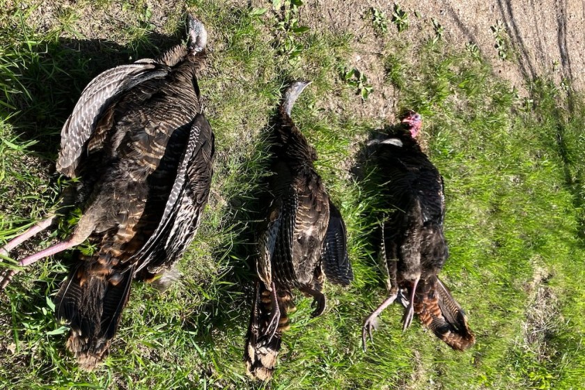 turkeys