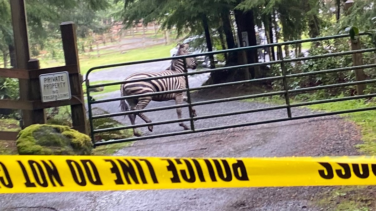 zebras