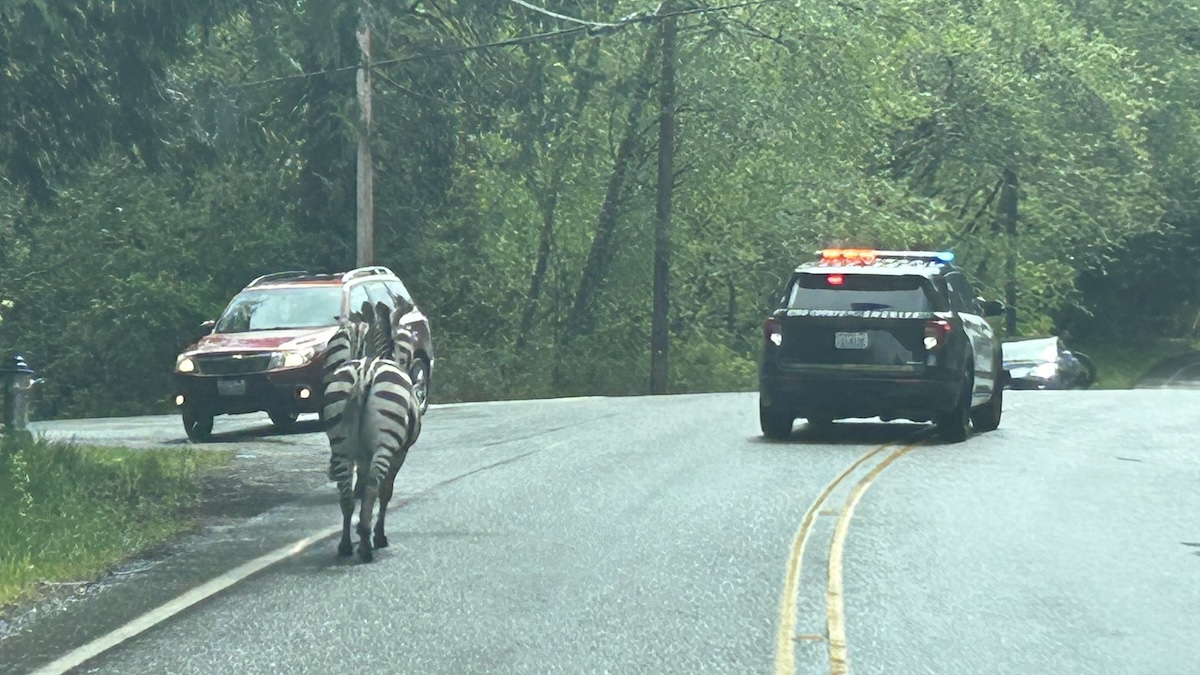 zebras