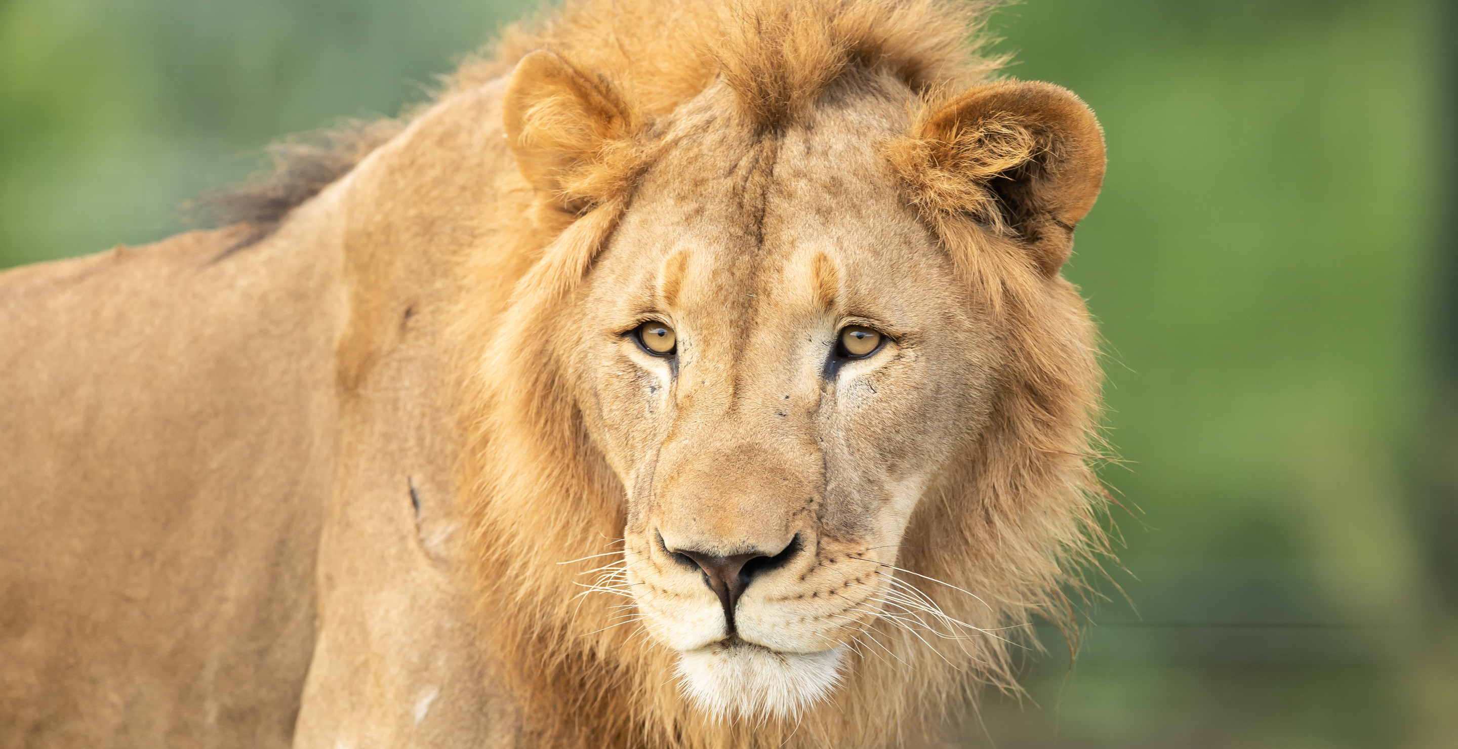 How Putin Caused A Lion To Maul One Man In An Abandoned Ukraine Zoo