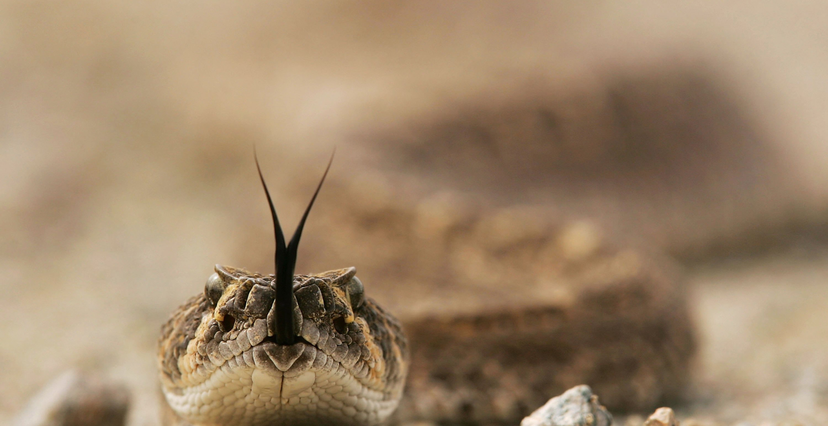 Police Officer Surprised To Find Rattlesnake While Searching Car