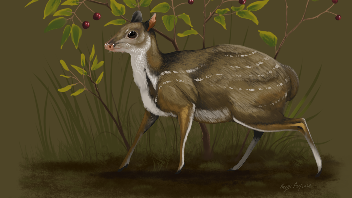 Santuccimeryx
