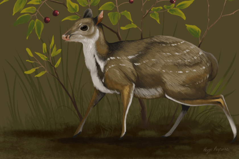 Santuccimeryx