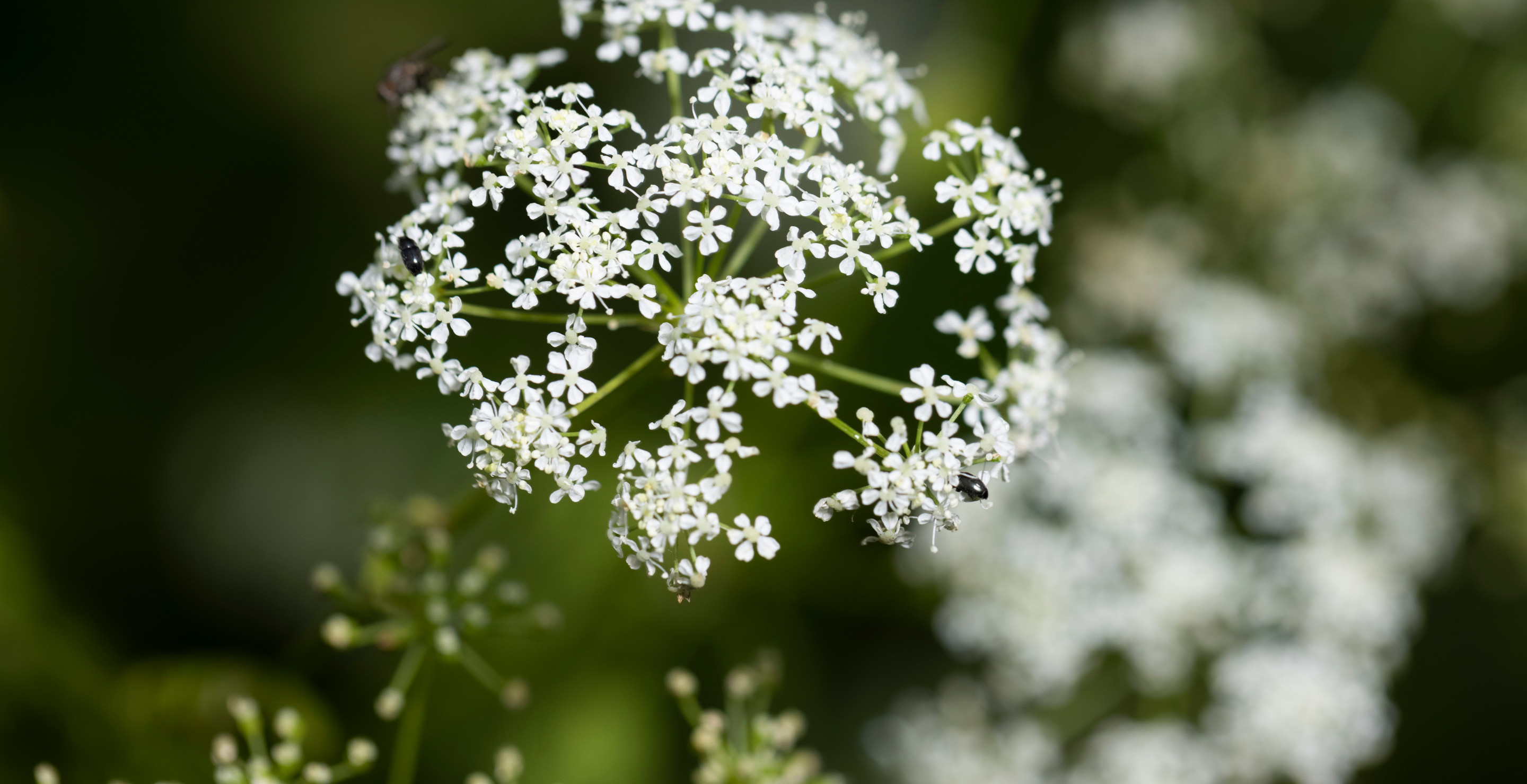This Highly Poisonous Plant Could Be In Your Own Backyard