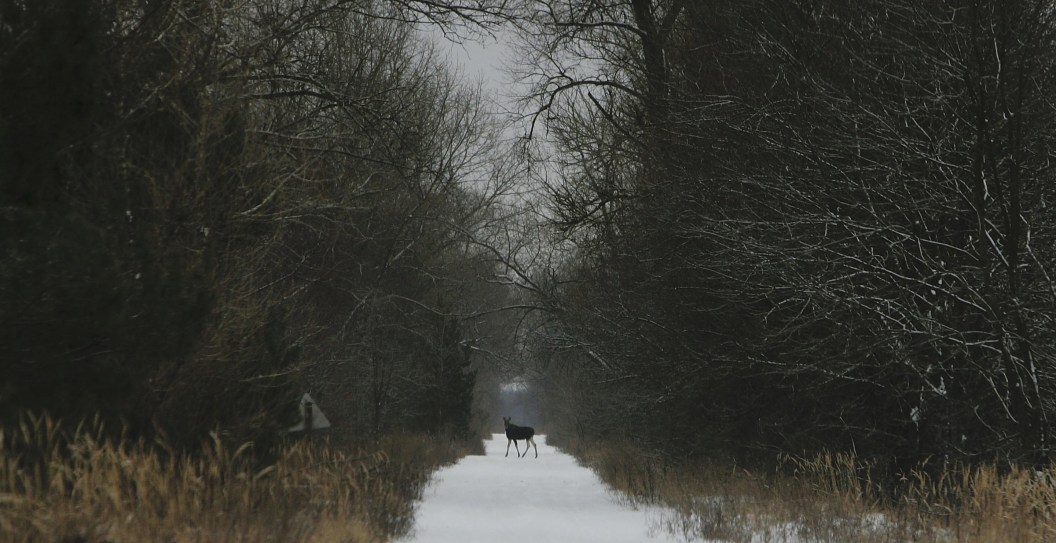Turkey Hunter Gets More Than He Bargained For — A Full-Grown Charging Moose