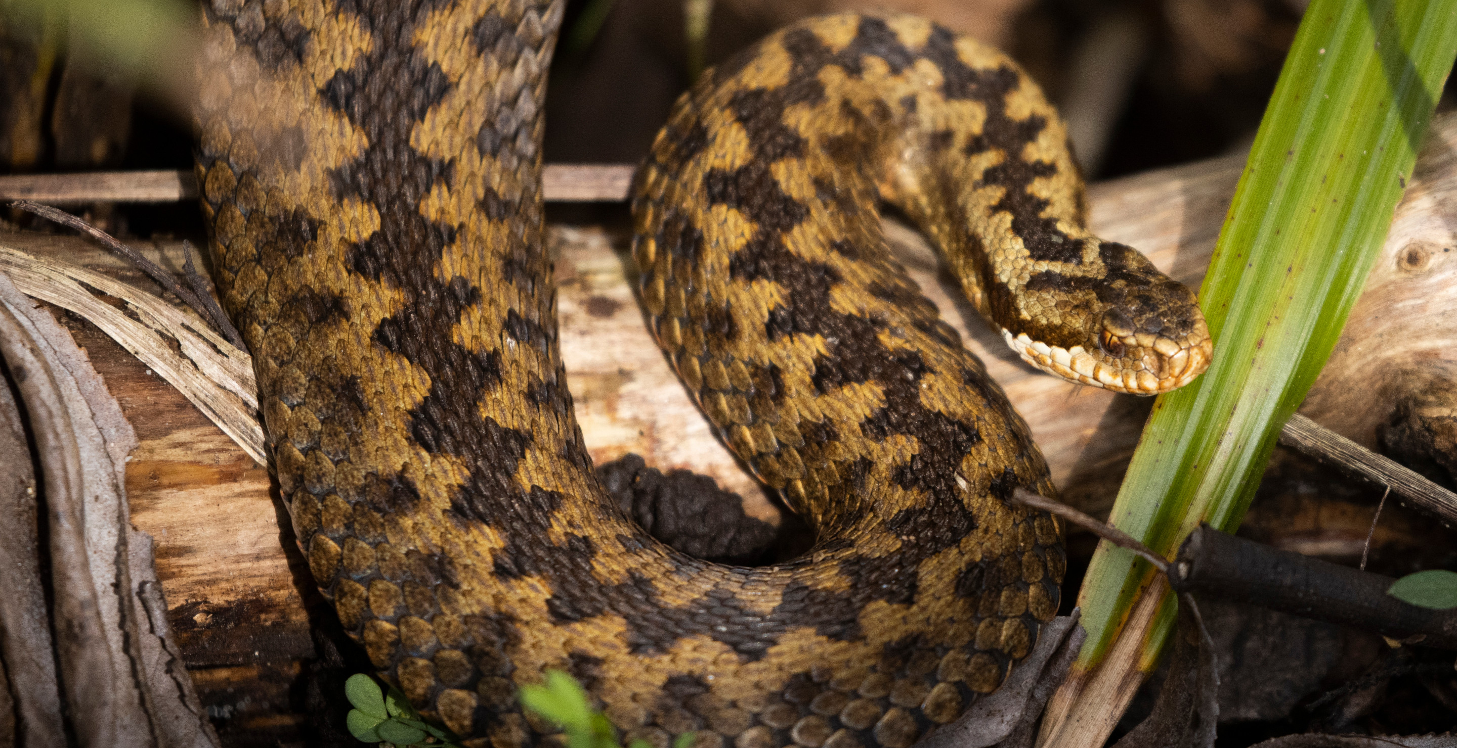Young Girl Looking For Venomous Snakes Almost Dies After Getting Snake Bit