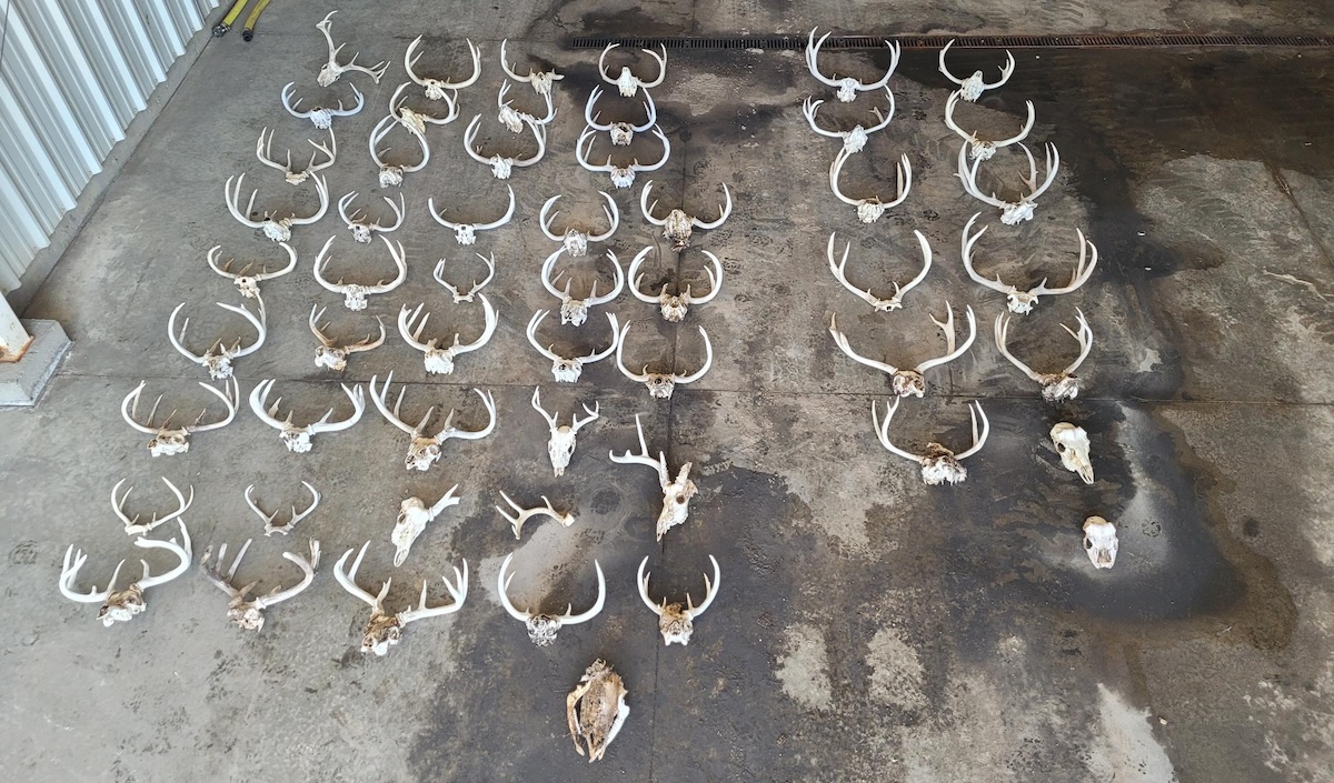 dead heads