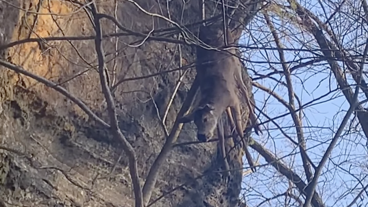 deer stuck in tree