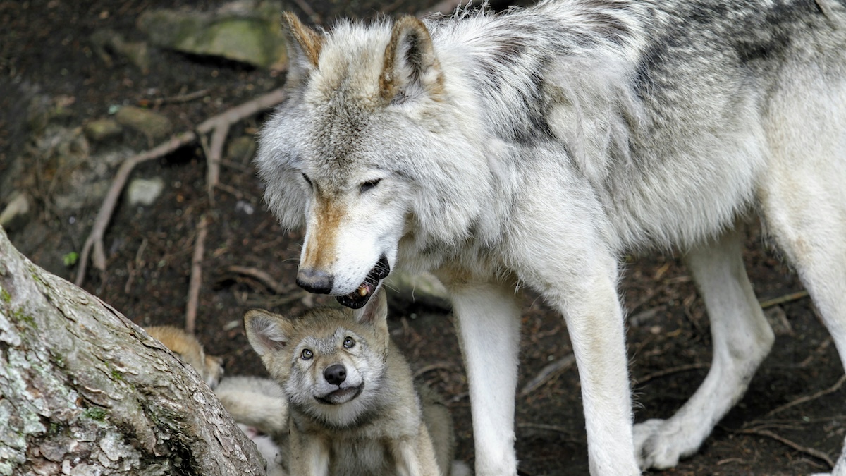 gray wolf