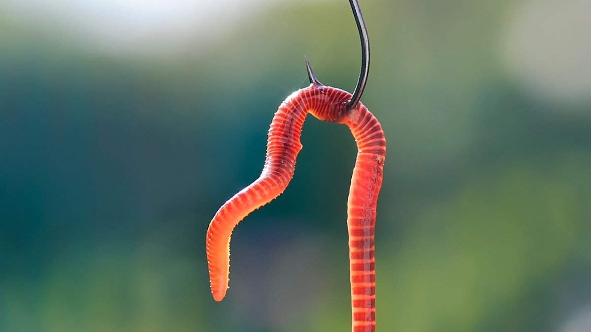 worm on a hook