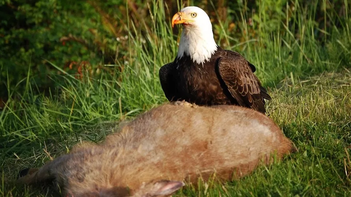 bald eagle