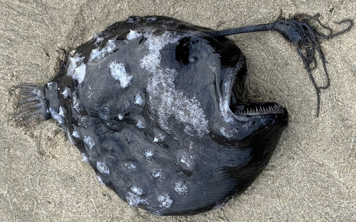 Pacific football fish