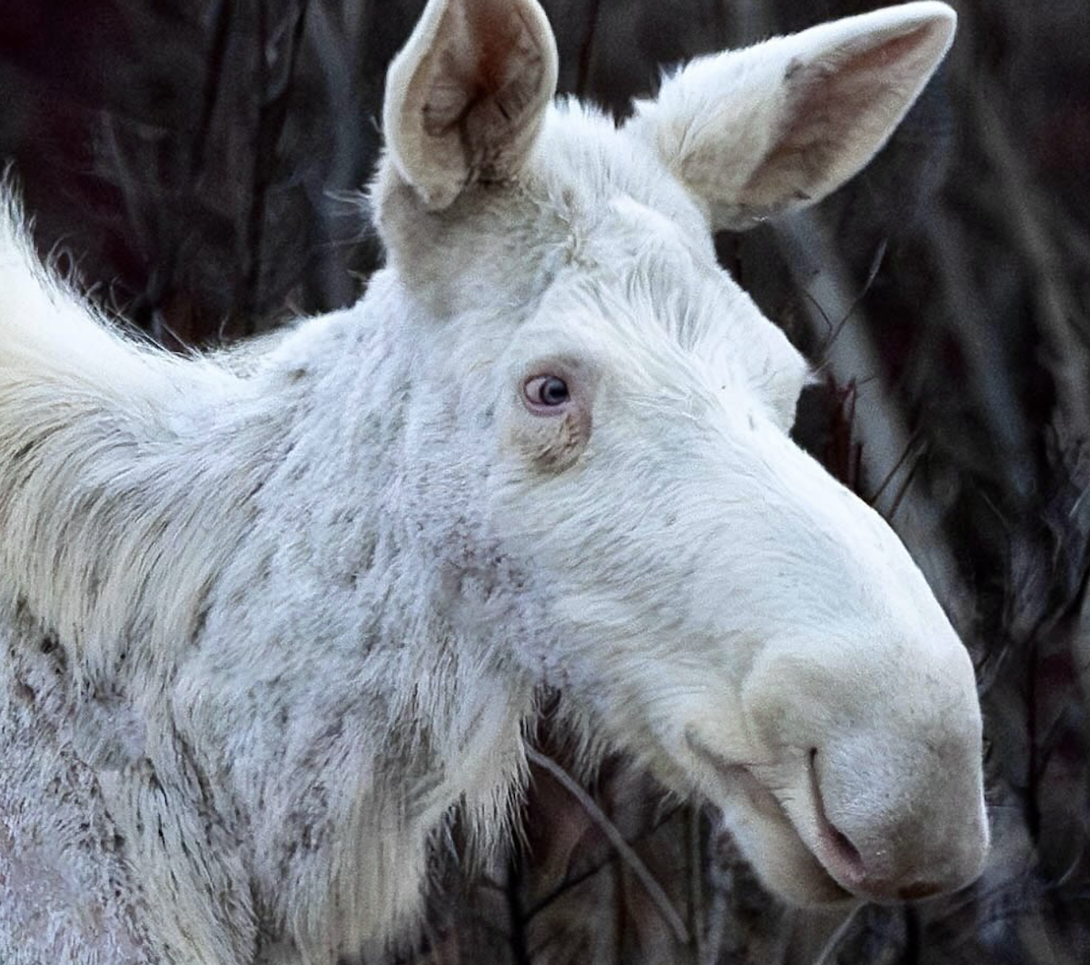 spirit moose