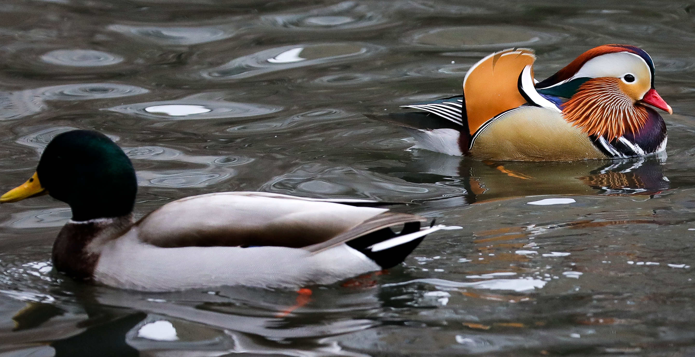 20 Year Old Facing Manslaughter Chargers In Duck Hunting Accident Gone Wrong