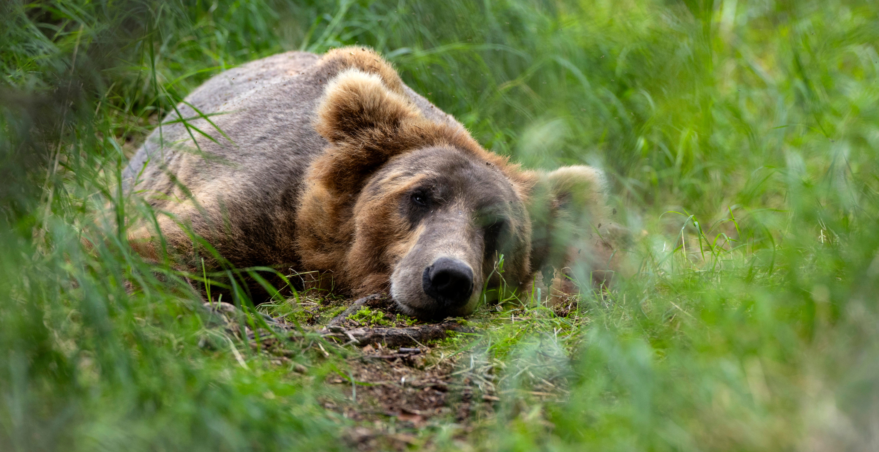 California Family Shocked To Discover A Bear Living In Their House