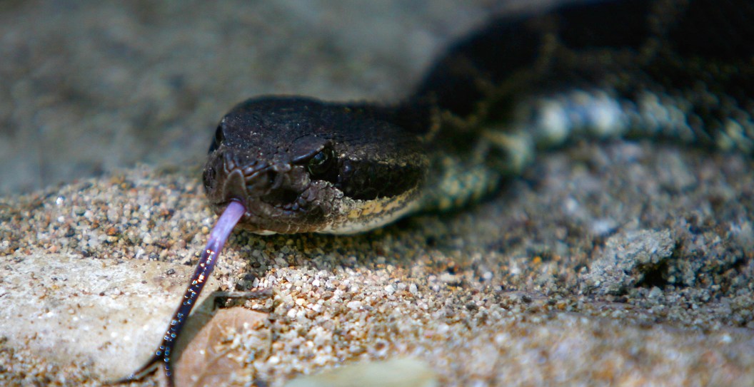Firefighters Perform Mountain Top Rescue After Dog Gets Bit By Poisonous Snake