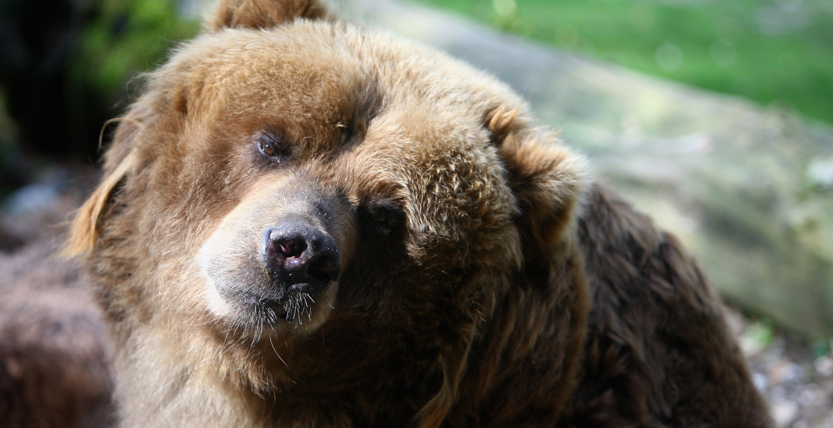 Florida Governor Garners Controversy For New Bear Law