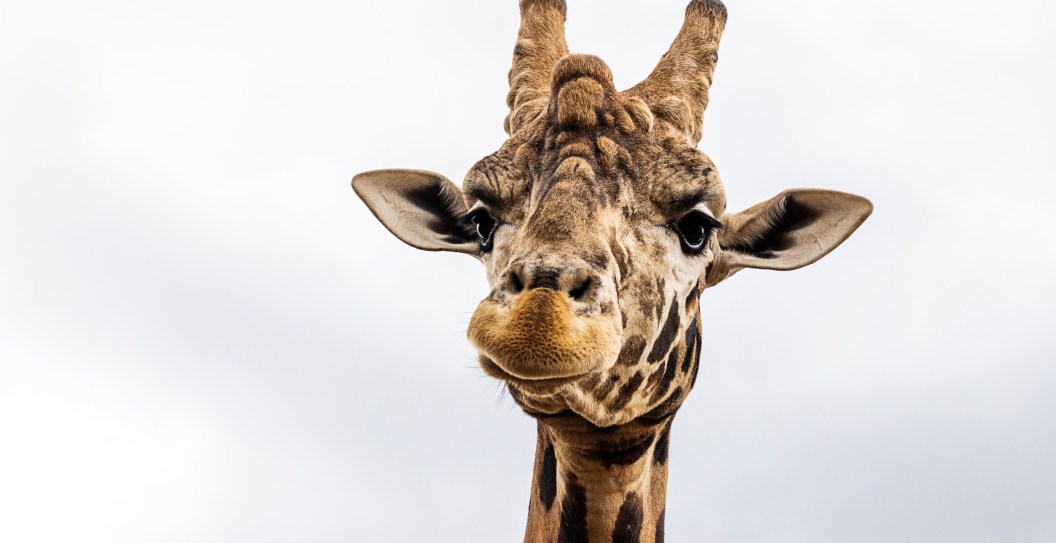 Giraffe Snatches Toddler From Vehicle In Terrifying Moment