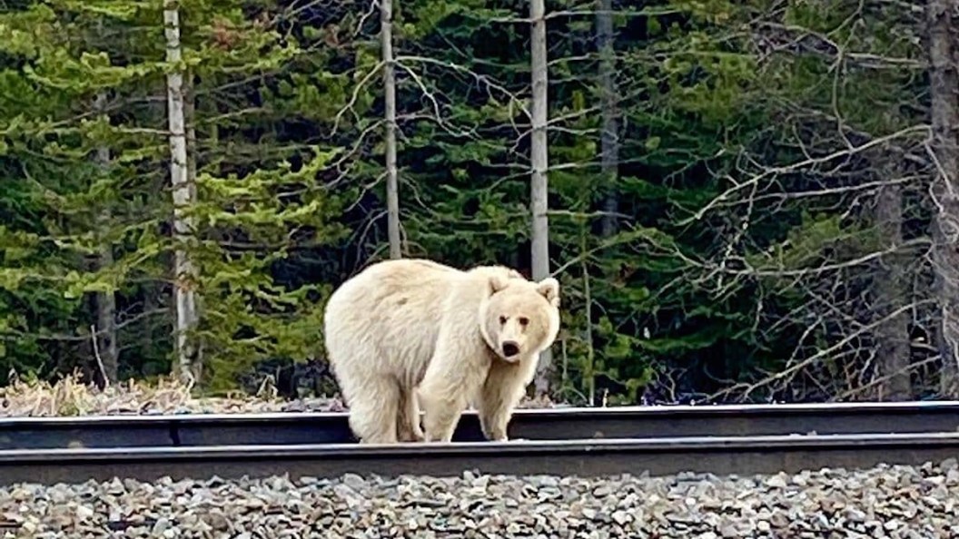 nakoda