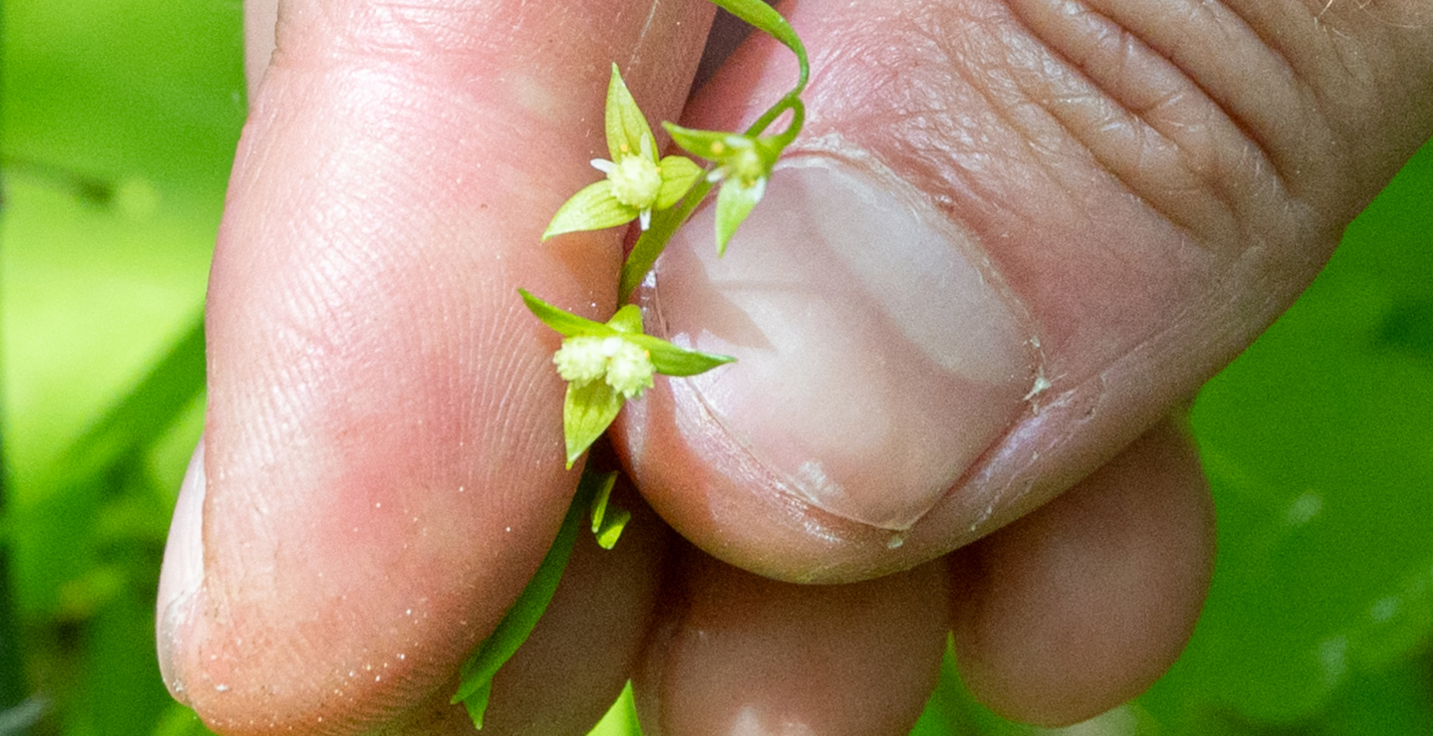 Rare Plant Not Seen In Over A Century Found In Vermont