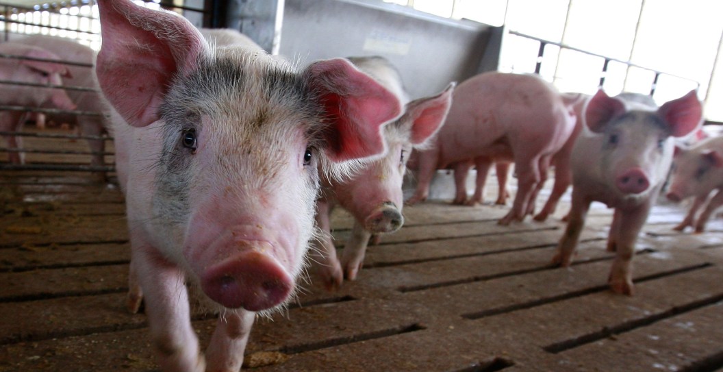 Six Winners Of Louisiana Hog Hunting Contest Accused Of Cheating