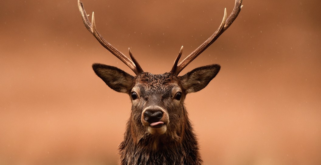 Texas Ranch Battles Its Own Zombie Apocalype, Kills Hundreds of Deer With Wasting Disease