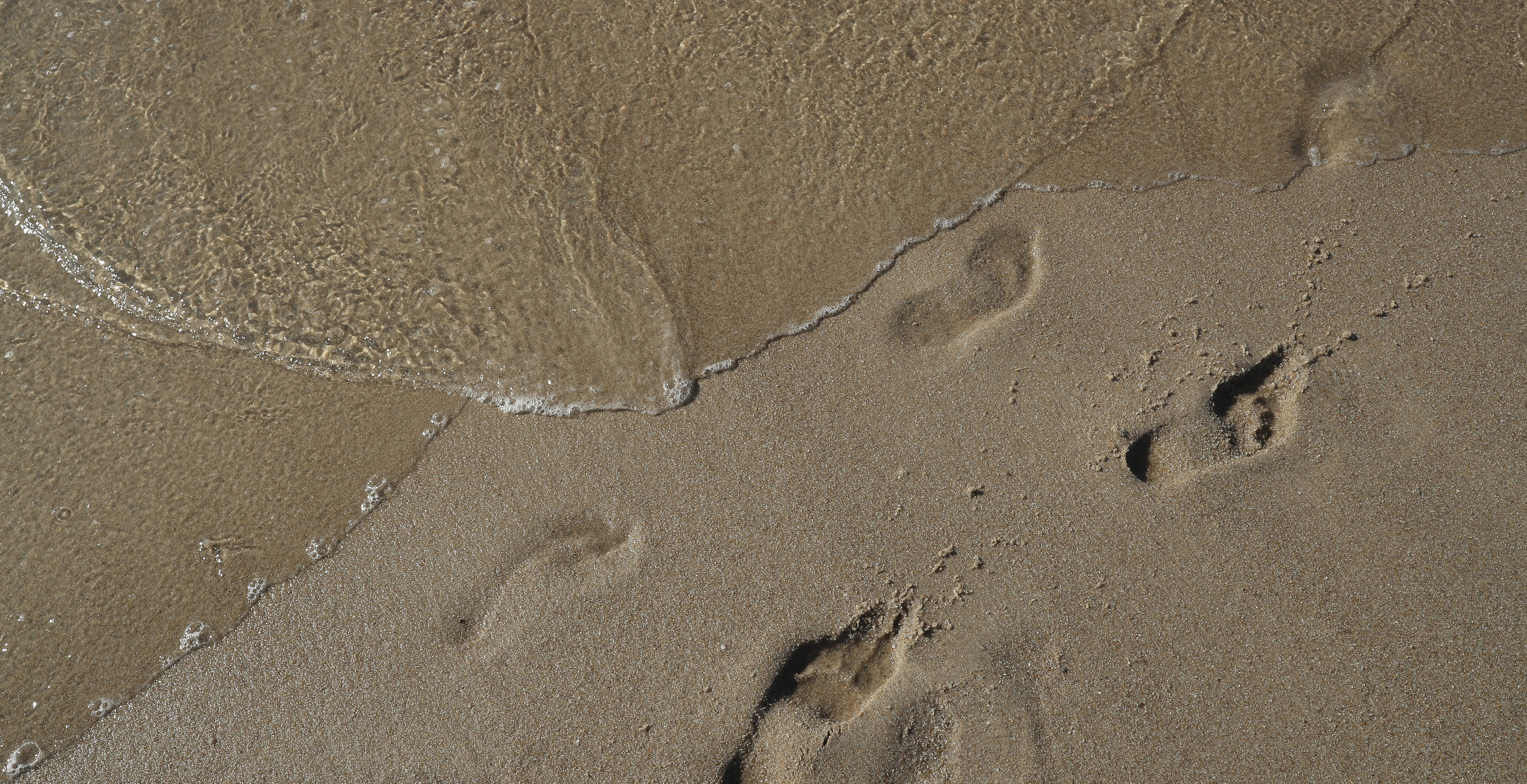 Woman Swallowed By Quicksand While Walking On Beach