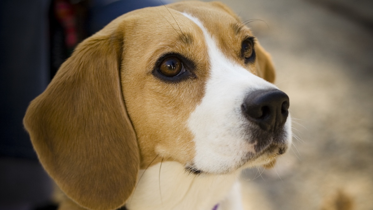 beagle