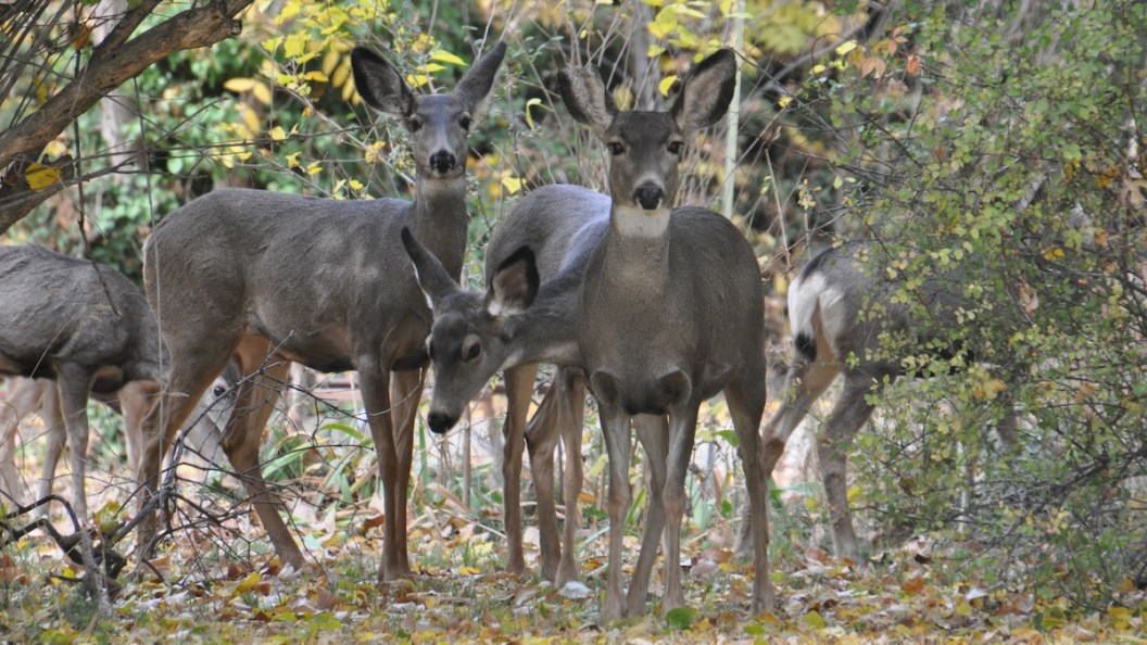 deer