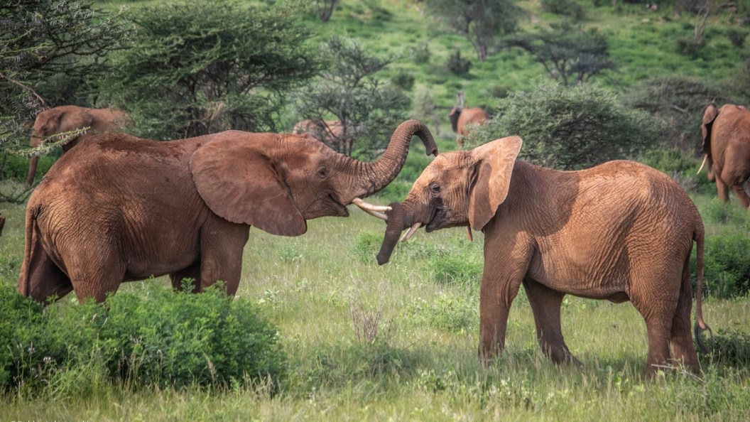 elephants