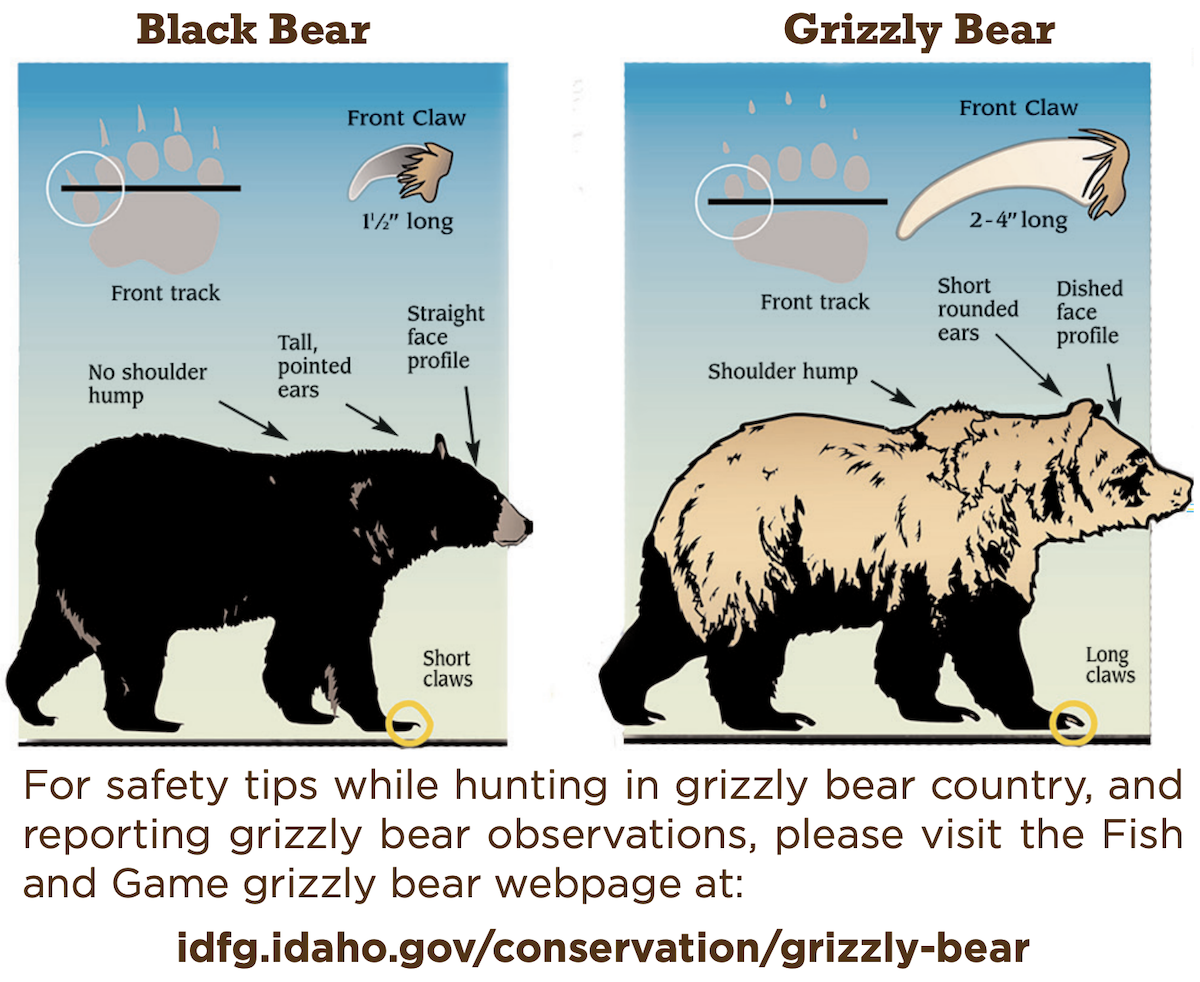grizzly vs black bear