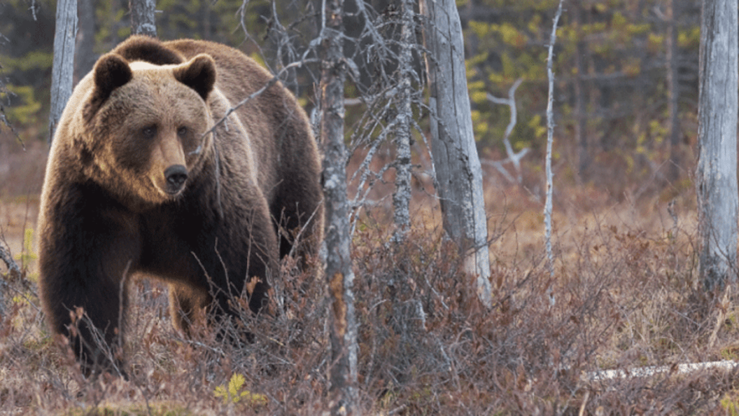 grizzly bear