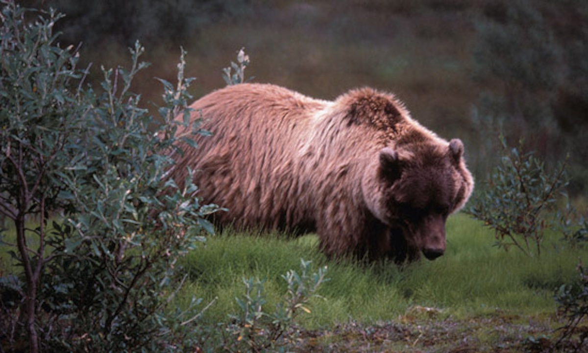 grizzly bear