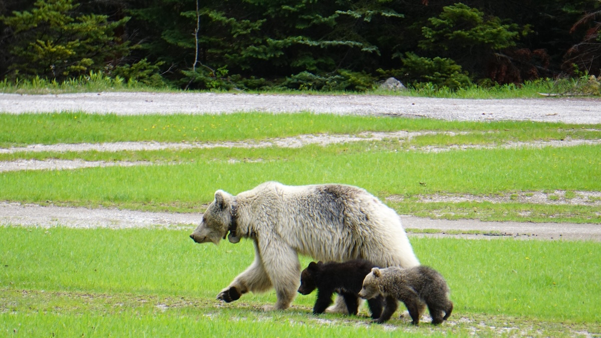 nakoda and her cubs