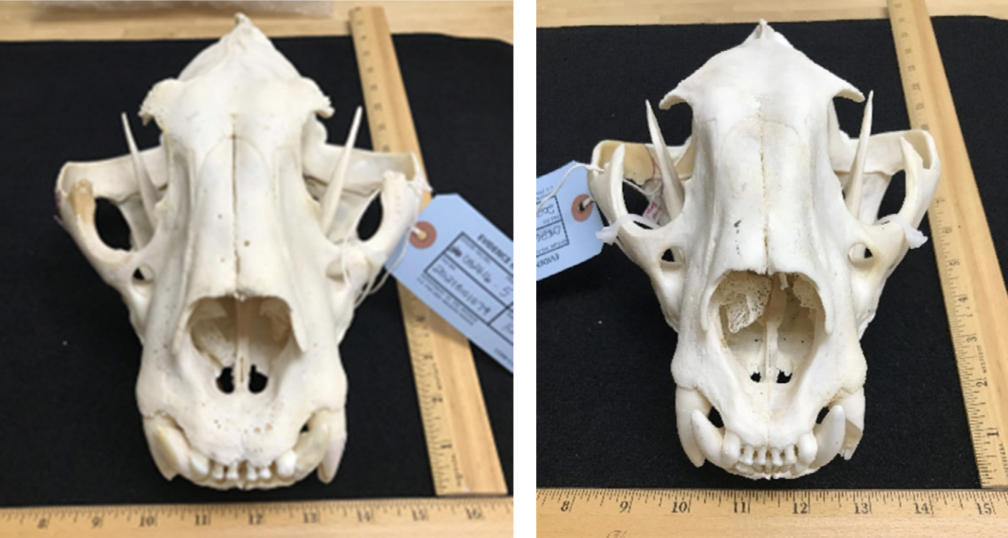 tiger skulls
