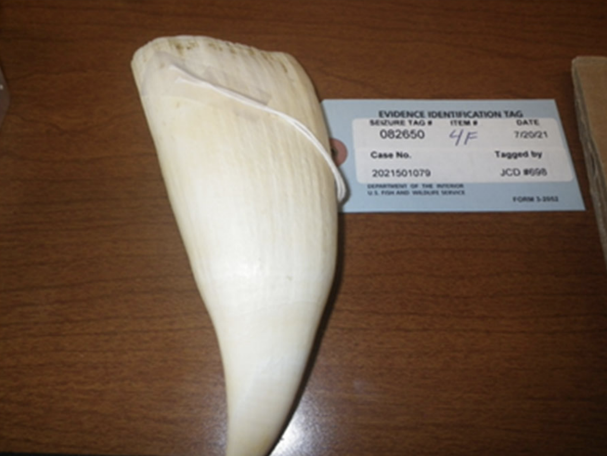 whale tooth