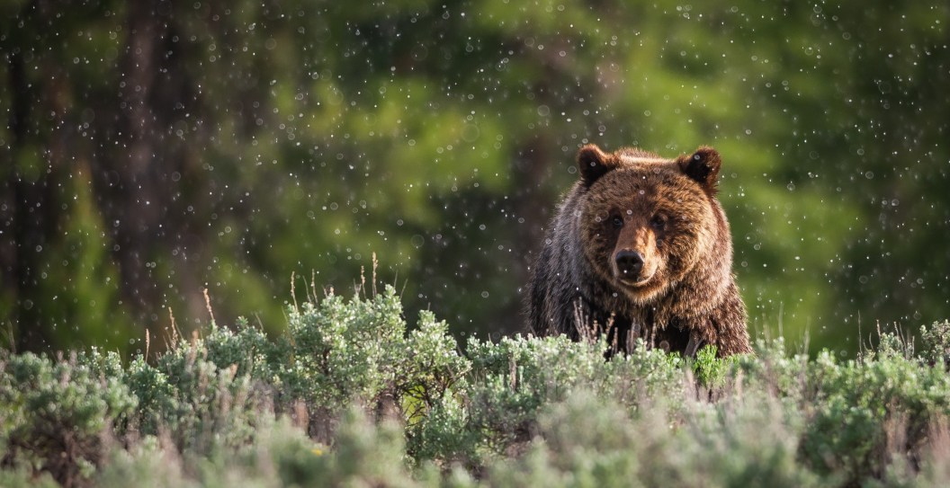 72-Year-Old Man Fights And Kills Aggressive Grizzly Bear In Battle For Survival